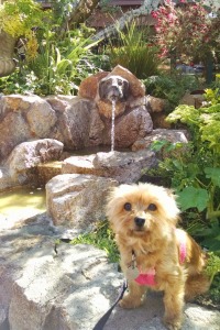 Trixie at the Fountain of Woof, Carmel-by-the-Sea, California © 2015 Patricia J. Angus